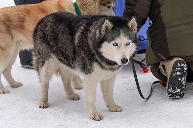 Cães para andar de trenó antes de andar em meio à neve