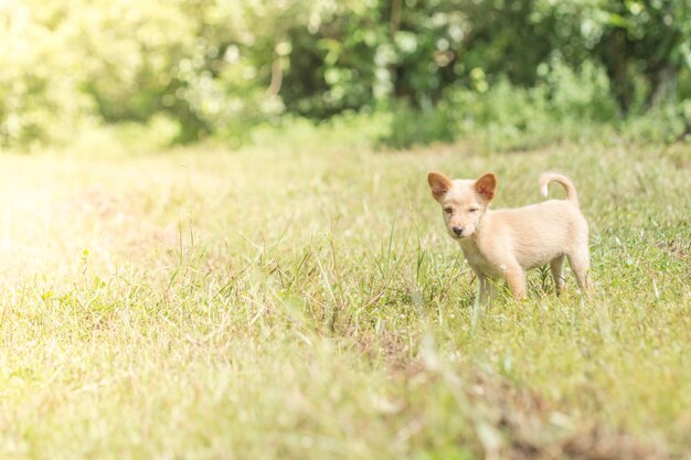 Cães passeando no gramado