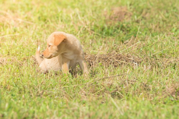 Cães passeando no gramado