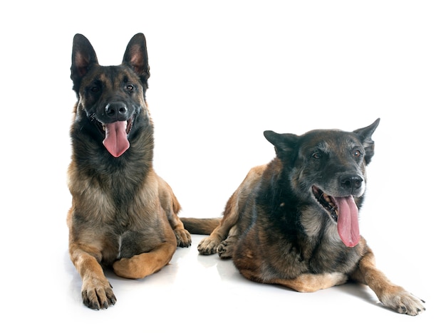 cães pastor belga