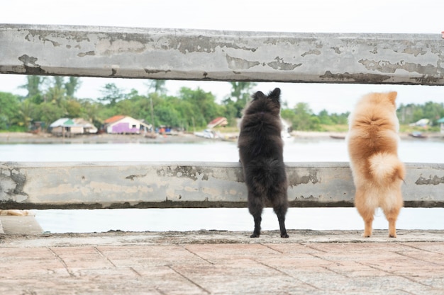 Cães pomerânia estão em pé olhando para algo.