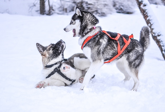 Cães que jogam durante o inverno