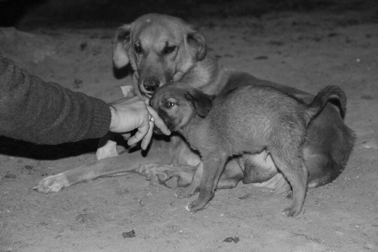 Foto cães que tocam a mão humana