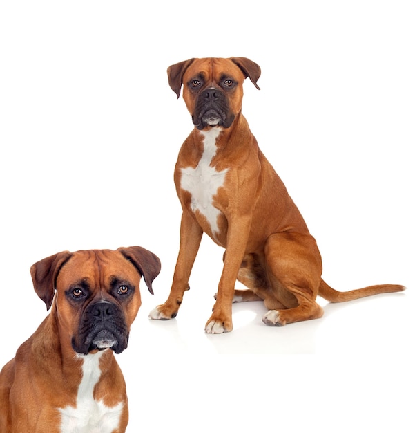 Cães raças boxer