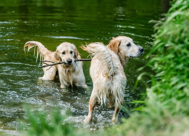 Cães retriever dourado em pé no rio