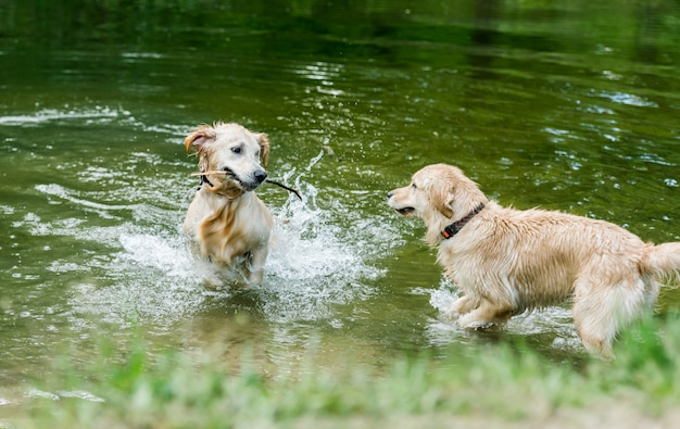 Cães retriever dourado em pé no rio