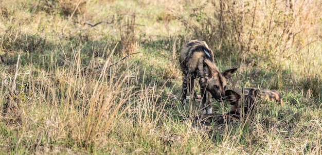 Cães Selvagens Africanos Lycaon Pictus