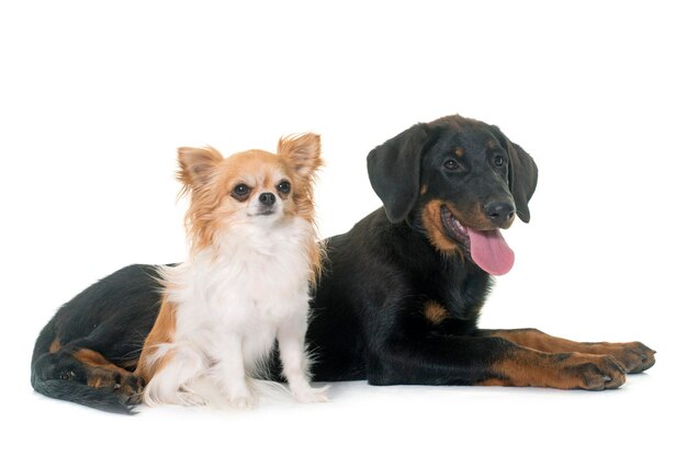 Foto cães sentados contra um fundo branco