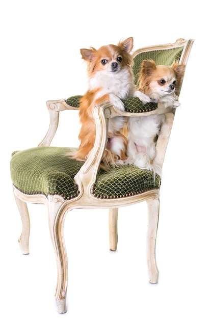 Cães sentados em uma cadeira contra um fundo branco