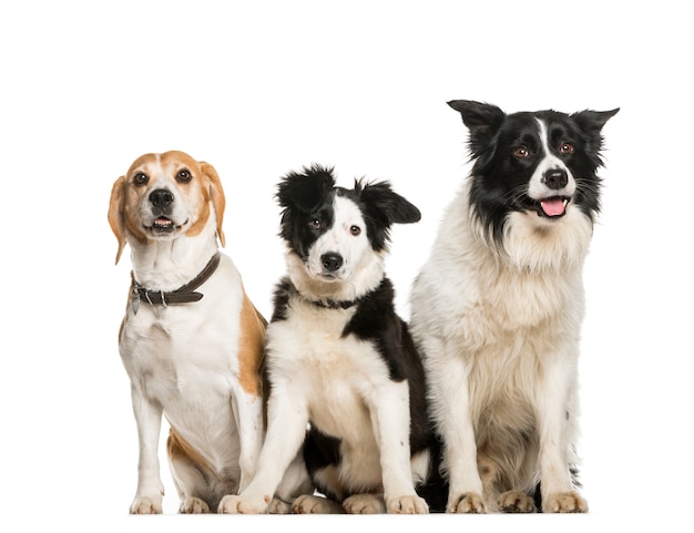 cães sentados na fila