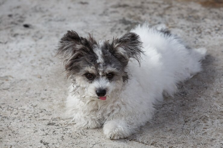Foto cães shih tzu estão deitados no chão de cimento.