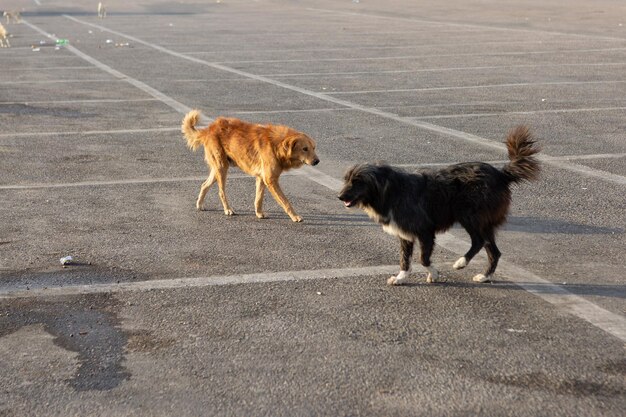 Cães solitários sem-teto nos lugares turísticos do Egito Cachorro vermelho procurando comida