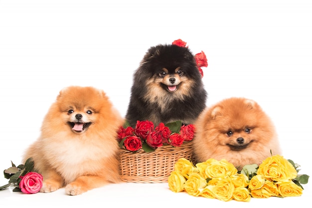 Cães Spitz na cesta com flores