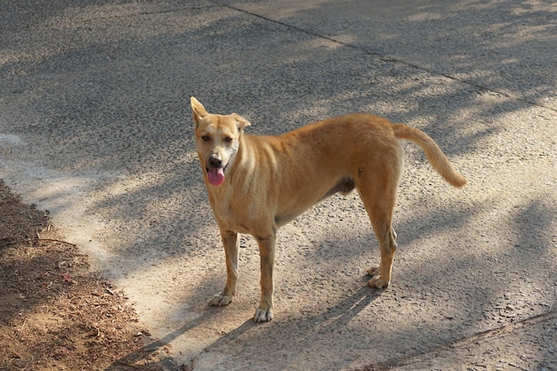 Cães vadios na rua