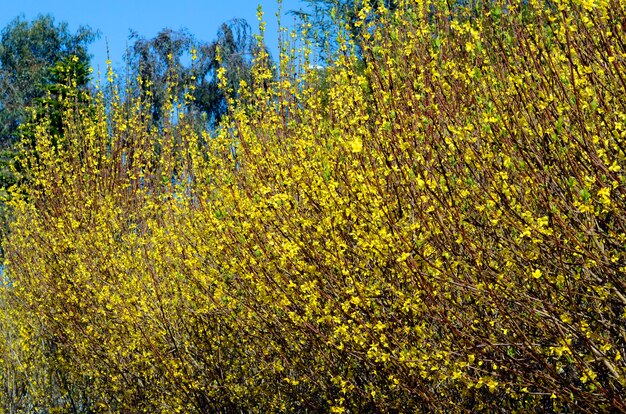 Caesalpinia gilliesii.