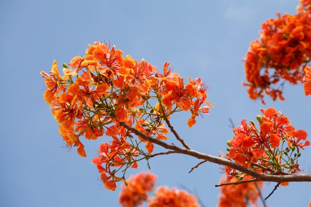 Caesalpinia Pulcherrima mit blauem Himmel