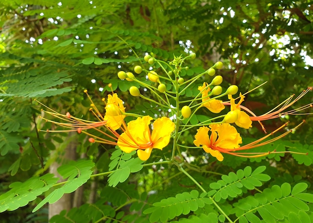 Caesalpinia pulcherrima o flor de pavo real en el jardín