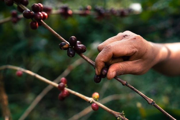 Café arábica maduro rojo bajo el dosel de los árboles en el bosque, agricultura mano recogiendo café