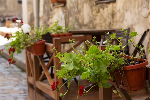 Café auf der Straße. Rote Blumen in Töpfen