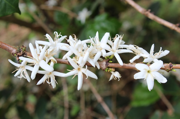 Foto café da flor bonito