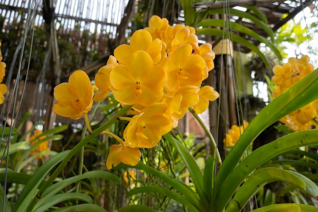 Café de orquídeas coloridas e indústria agrícola