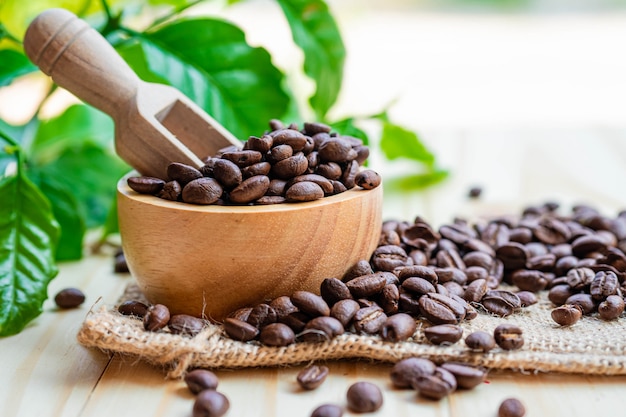 Café em grão torrado em uma tigela de madeira com folhas na manhã fresca.