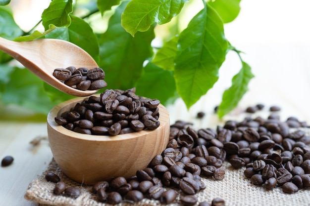 Café em grão torrado em uma tigela de madeira com folhas na manhã fresca.