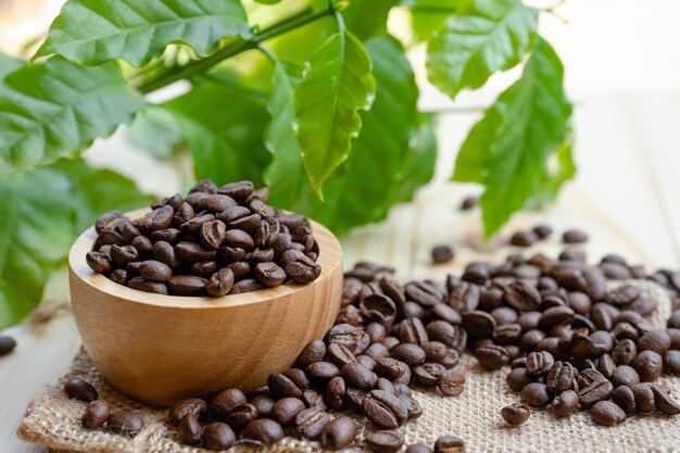 Café em grão torrado em uma tigela de madeira com folhas na manhã fresca.