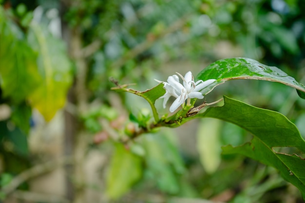 Café flor branca