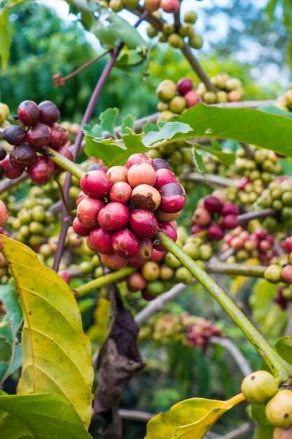 café en la granja en Tailandia.