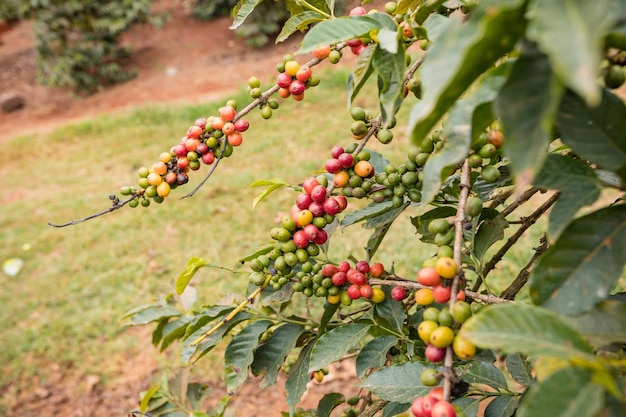 El café rojo, las bayas verdes, los frijoles, las plantas, la vegetación, el campo, la granja, la agricultura, la naturaleza, el condado de Kiambu, Kenia.