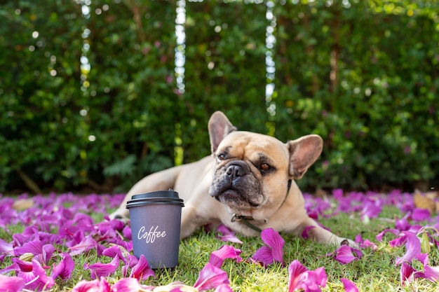 Café en taza desechable en campo con perro.