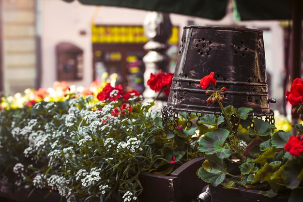 Café de verano. Flores rojas en macetas