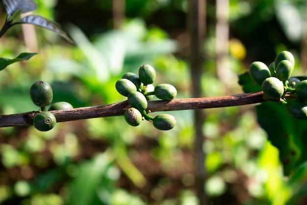 café verde en el árbol con vista cercana