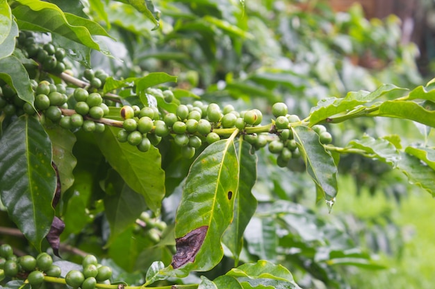 Cafeeiro na floresta