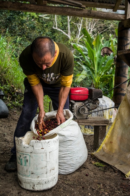 Cafeicultor latino-americano trabalhando na colheita com suas plantas e secando o café na selva