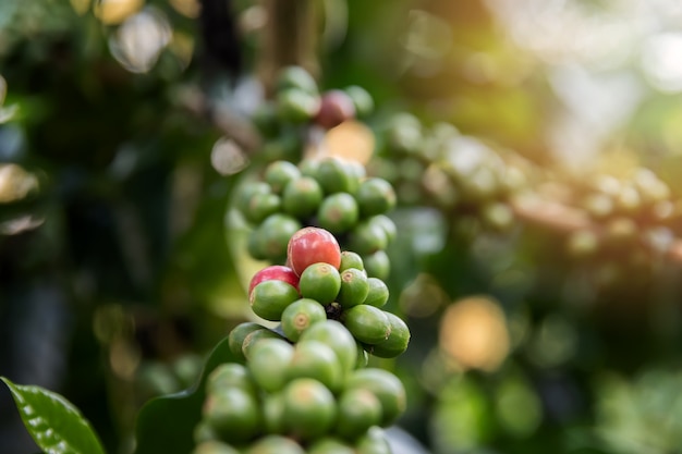 Cafeto con las bayas de café rojas en la plantación del café.