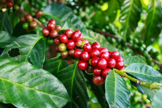 Cafeto con el grano de café en granja.