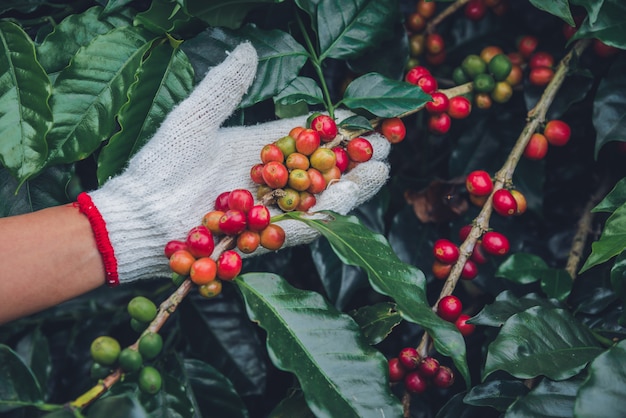 Cafeto con granos de café en la plantación de café, Cómo cosechar granos de café. trabajador Cosecha de granos de café arábica.