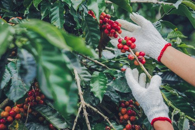 Cafeto con granos de café en la plantación de café, Cómo cosechar granos de café.