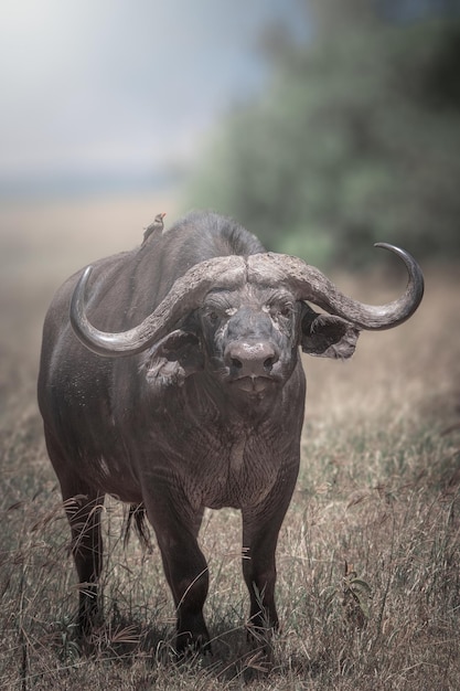 Caffer de Syncerus de búfalo africano