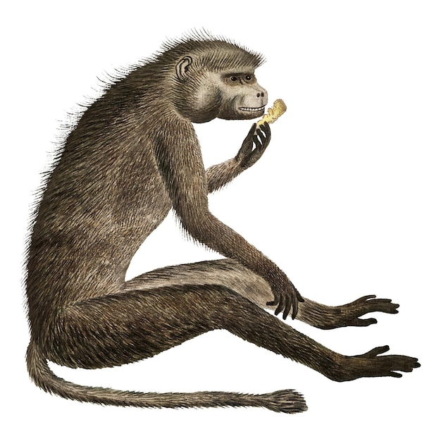 Cahcma babuino png ilustración de animales vintage remezclada de las obras de arte de Robert Jacob Gordon