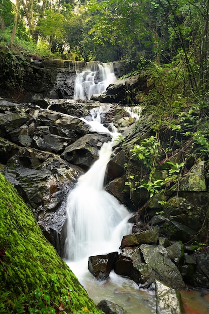 La caída de agua en el bosque con luz suave