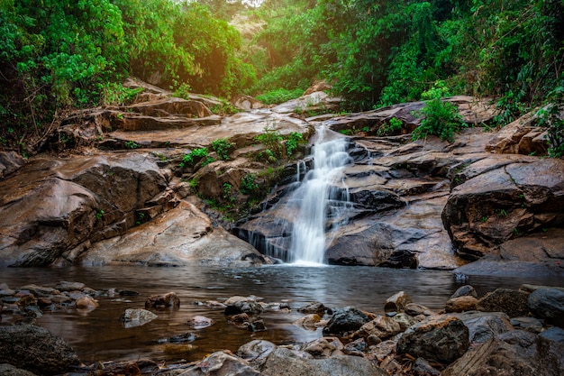 Caída de agua en el bosque con la naturaleza del árbol verde