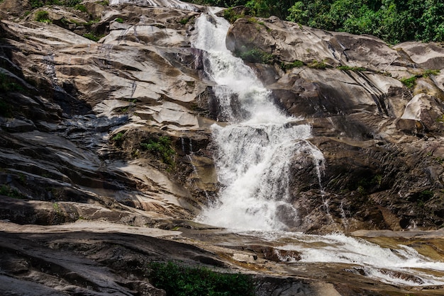 Caída de agua en el bosque con la naturaleza del árbol verde