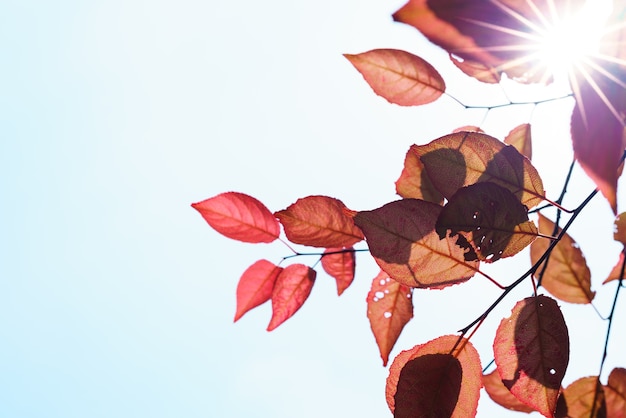 Caída en el bosque. Árbol de primavera con hojas rojas y rayos de luz solar.