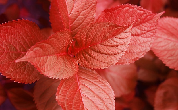 Caída botánica natural de las hojas de otoño rojo