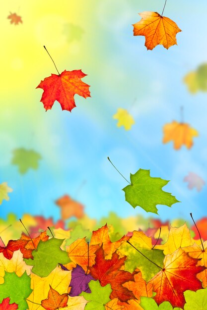 Caída de coloridas hojas de otoño contra el cielo azul