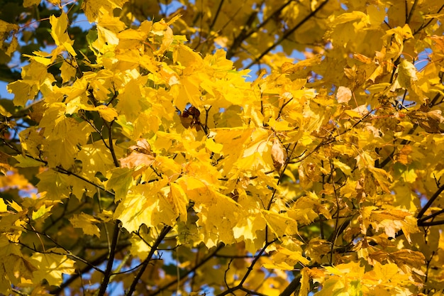 Caída de hojas en el bosque, parte del follaje que cuelga de los árboles al comienzo de la temporada de otoño, detalles de los árboles en el bosque