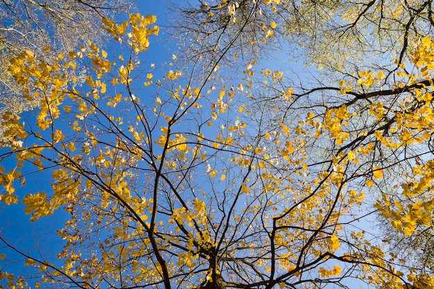 Caída de hojas en el bosque